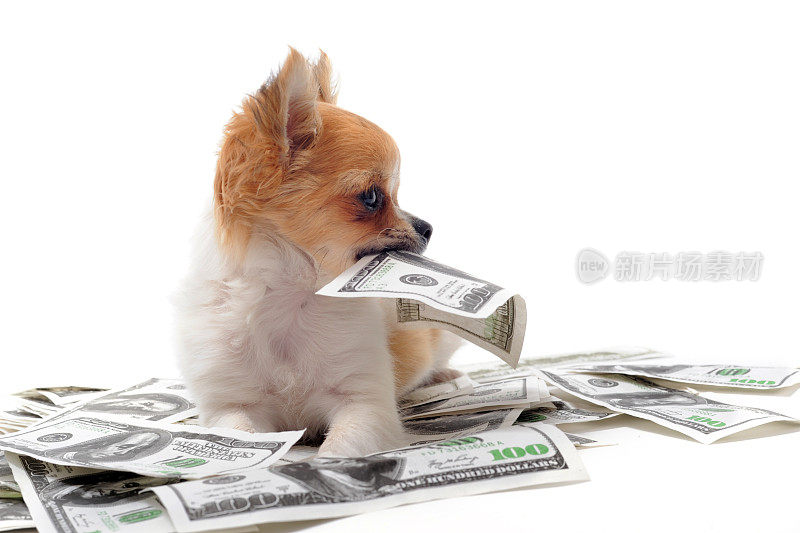 Baller Chihuahua被100美元钞票包围着
